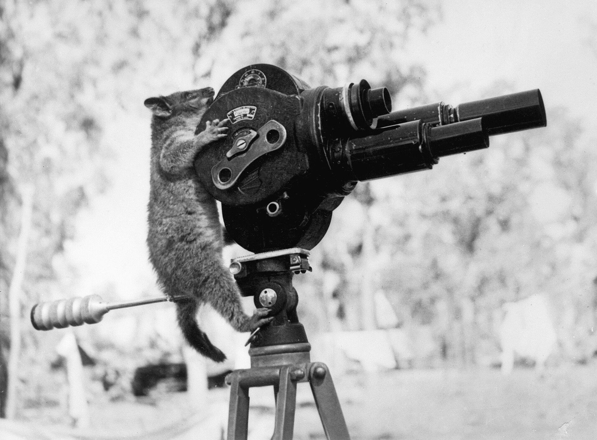 A possum curiously sits on a vintage film camera, highlighting the connection between wildlife and Australian film.